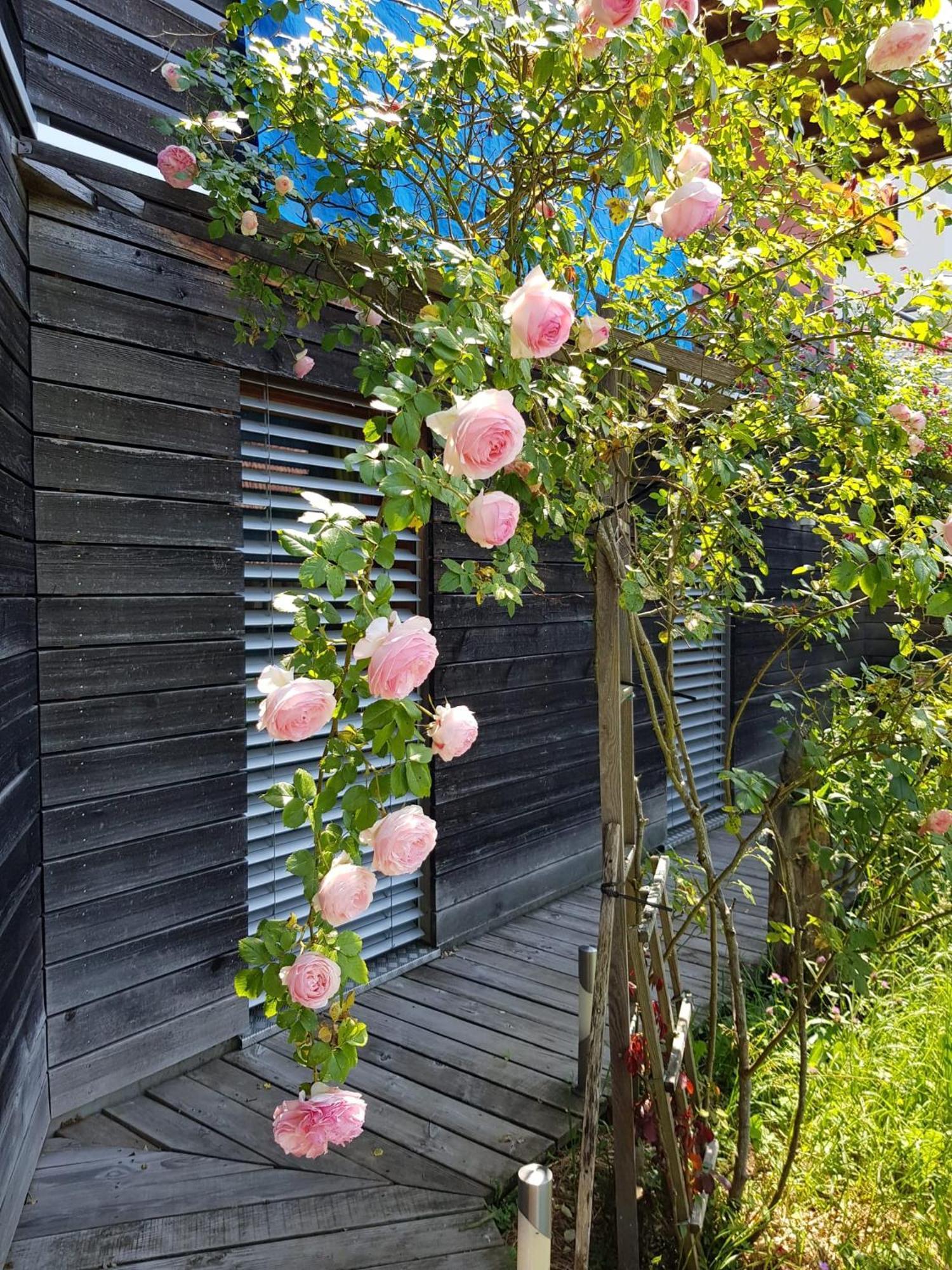 B&B Sunnesite Pratteln Ngoại thất bức ảnh